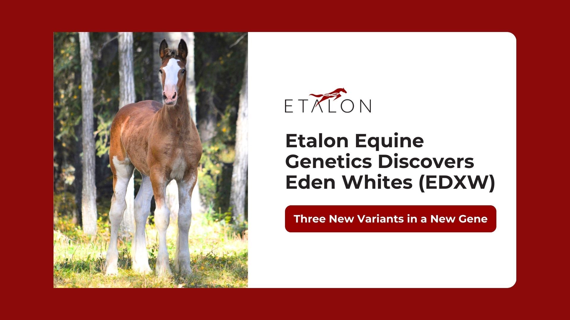 Etalon Equine Genetics Discovers Three New White Marking Variants in a ...
