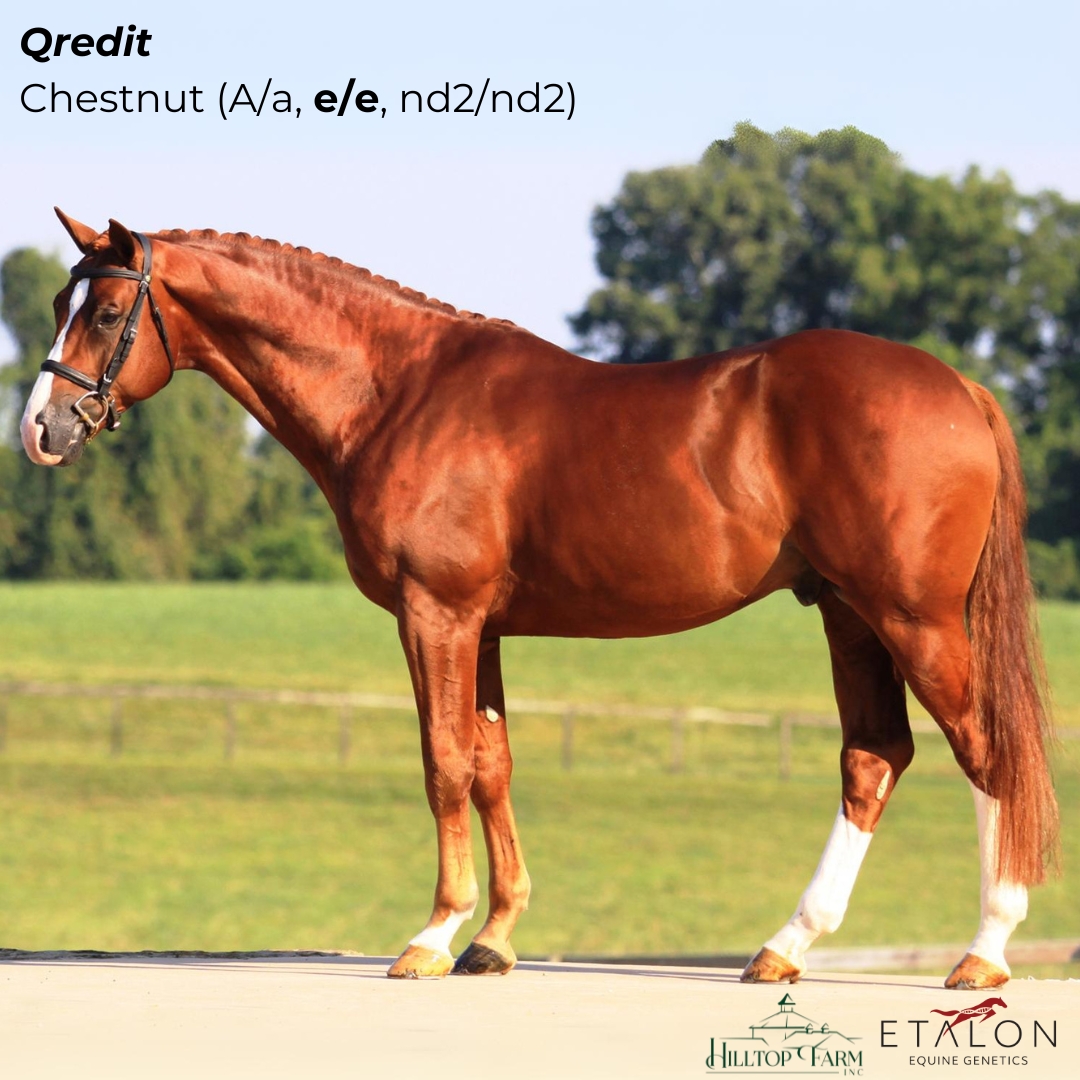 Chestnut Horse Color Chart