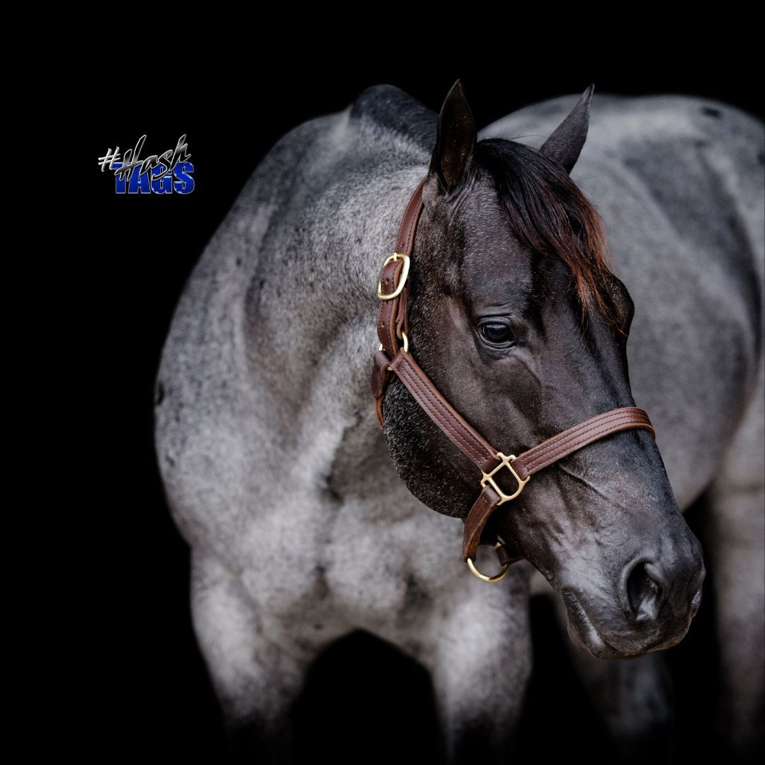 Roan in Horses: Genetics, Traits, and Implications, image size:1080x1080